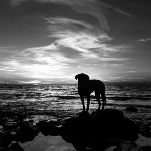 Hund in Schwarz-Weiß