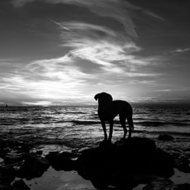 Hund in Schwarz-Weiß