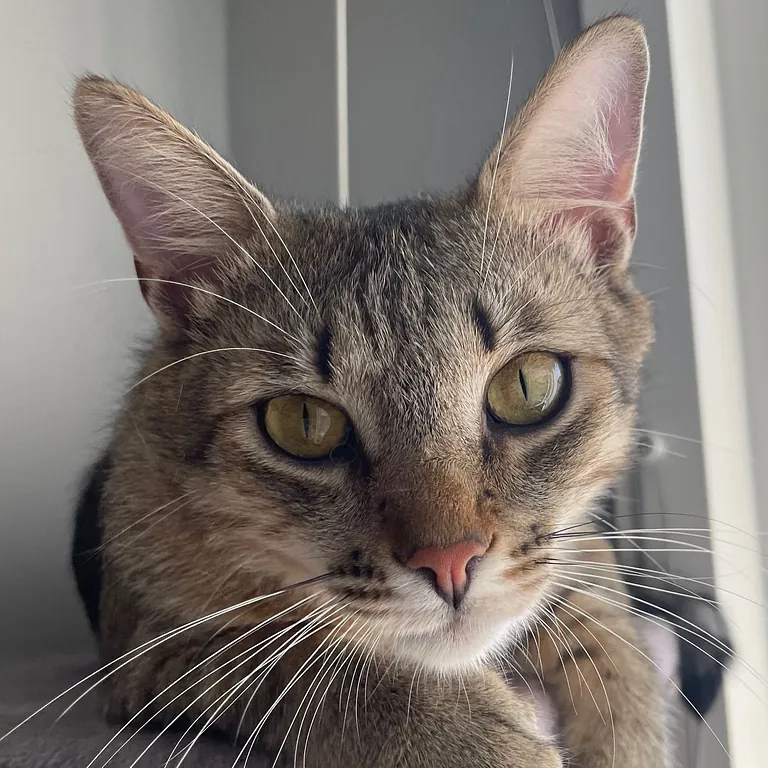 Lorenzo