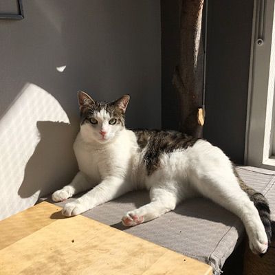 Lorenzo