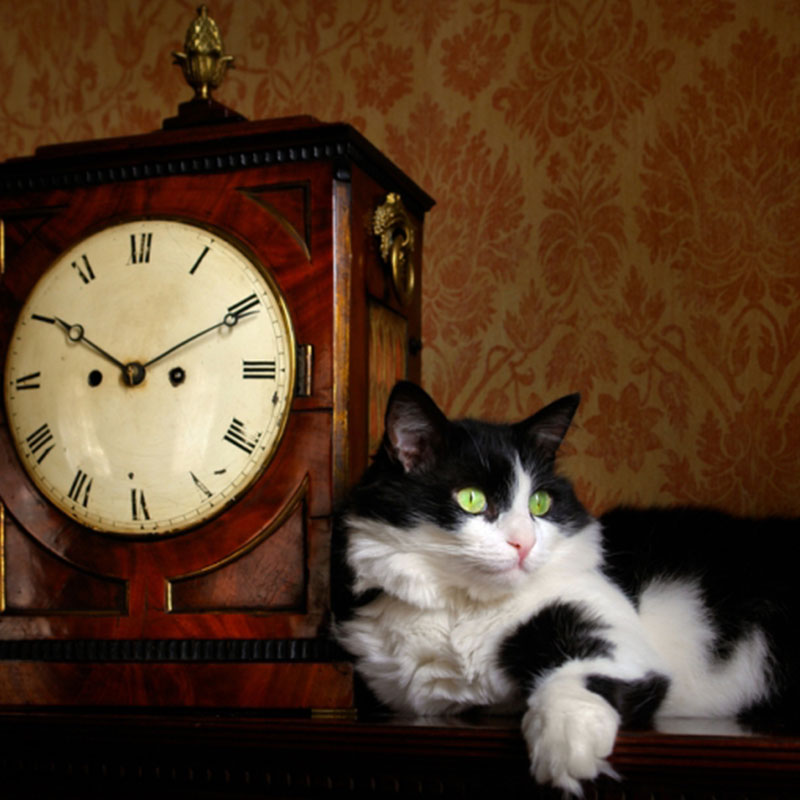 Katze mit Uhr