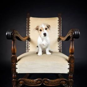 Hund auf Sessel