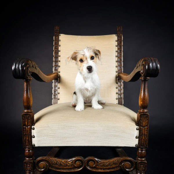 Hund auf Sessel