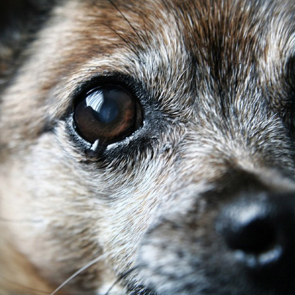 Hund mit Träne im Auge