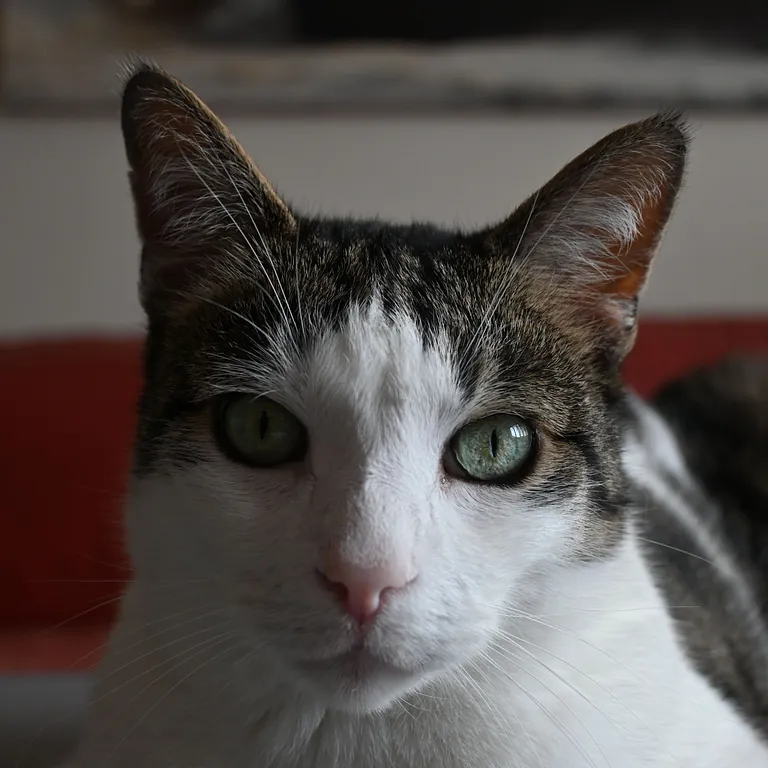 Lorenzo