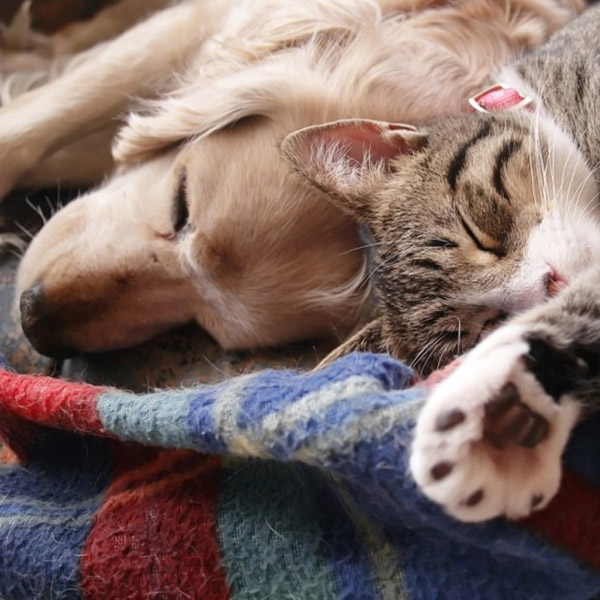Hund und Katze