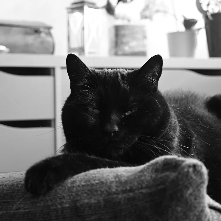 Nubia